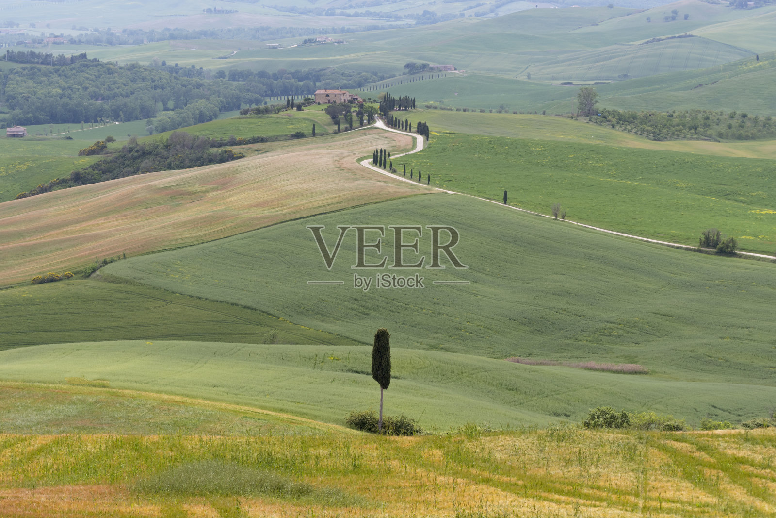 柏树和蜿蜒的道路到别墅附近的皮恩扎，意大利托斯卡纳。照片摄影图片