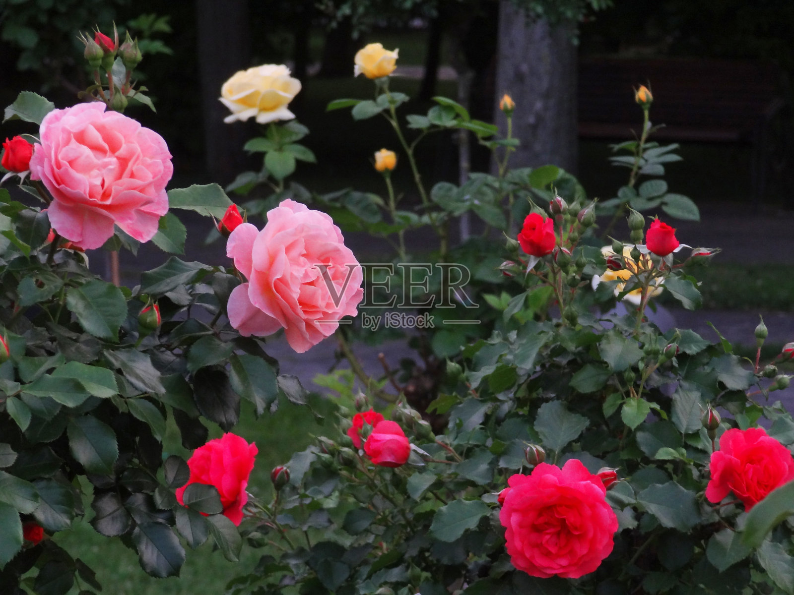 五彩玫瑰盛开，在花园里照片摄影图片