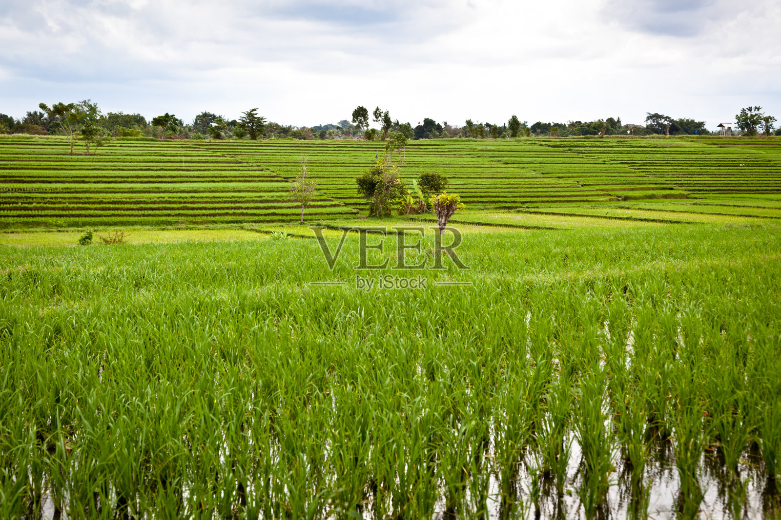 绿油油的稻田一直延伸到地平线照片摄影图片