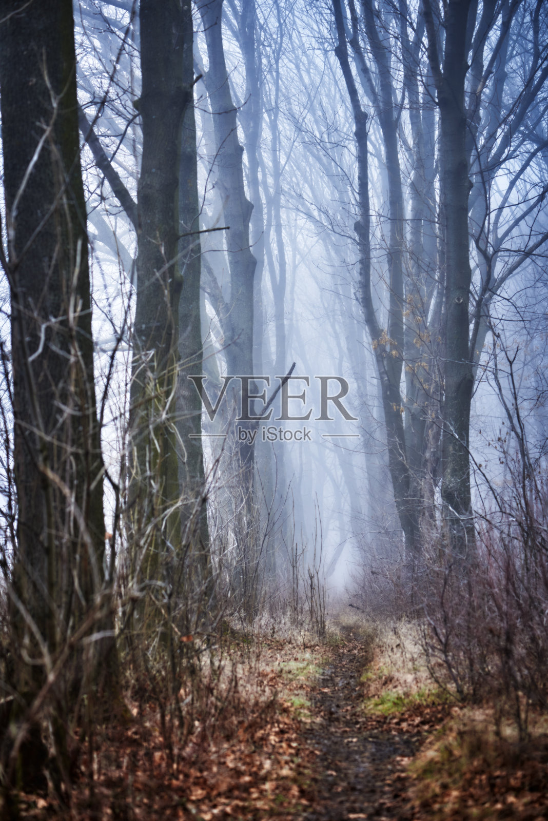 在日出的魔法光和美丽的雾的森林小径照片摄影图片