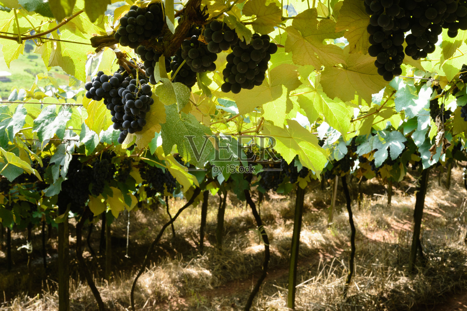 巴西葡萄园里的葡萄和葡萄藤照片摄影图片