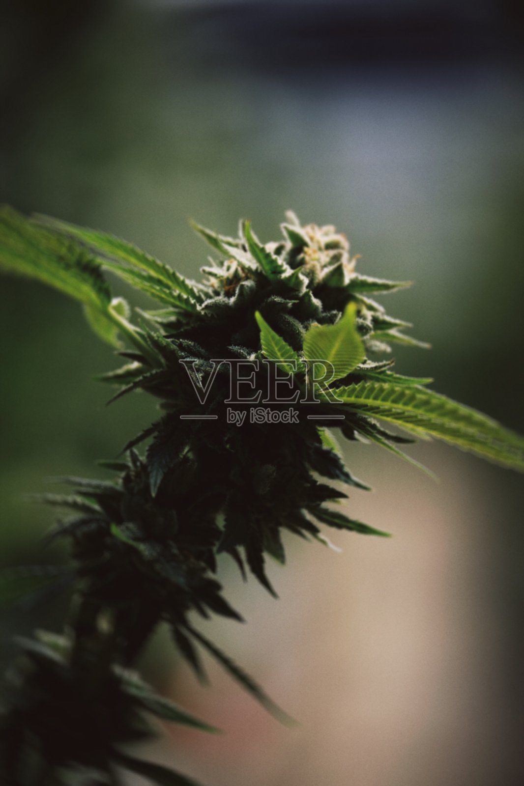 大麻照片摄影图片