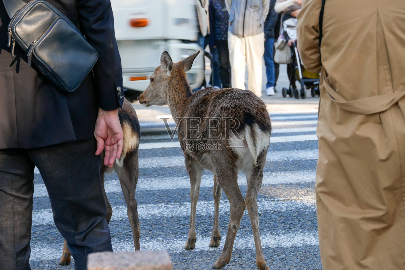 美丽的奈良自然鹿。日本旅游的概念照片摄影图片