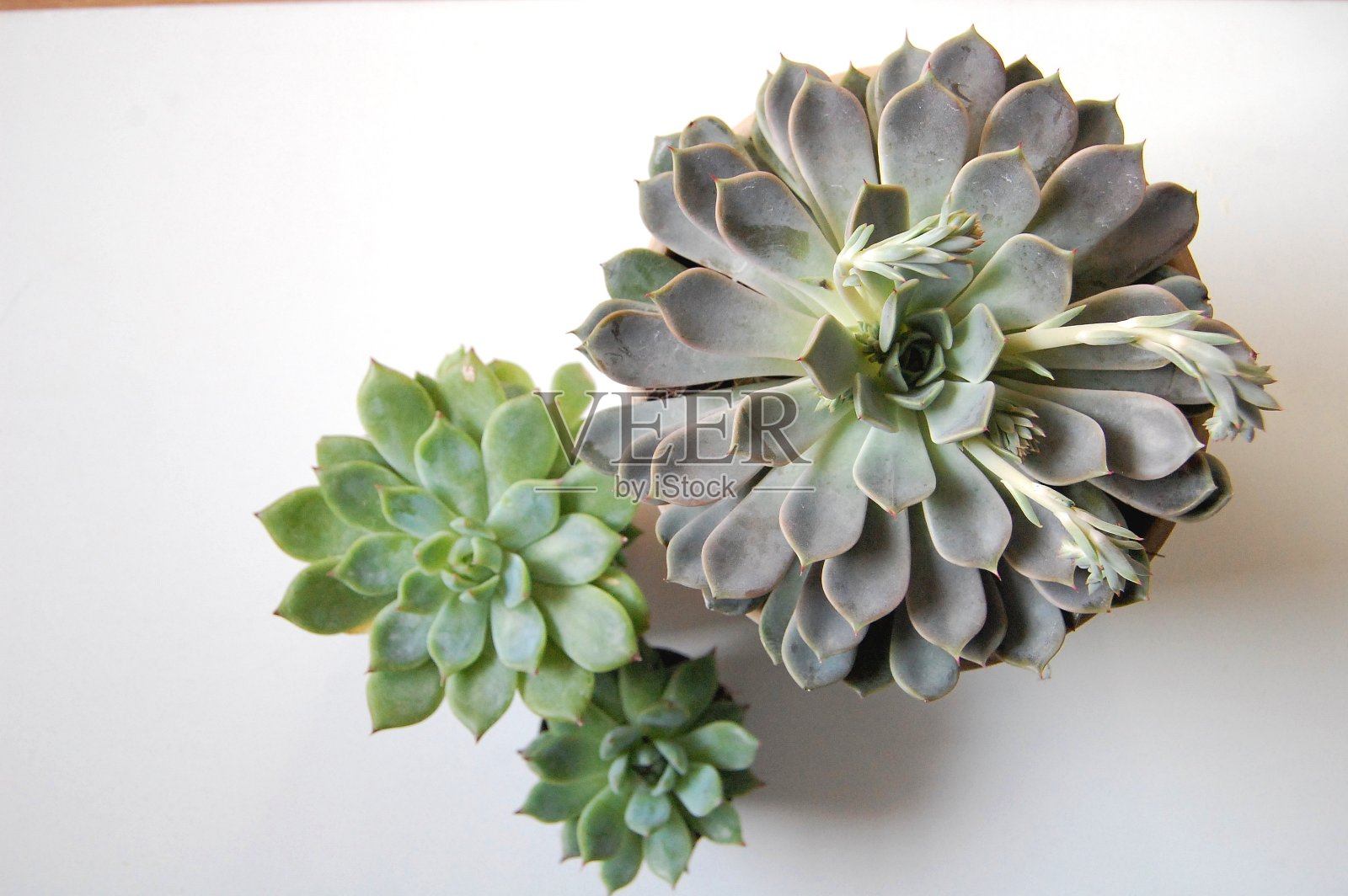 近距离拍摄的月季肉质。照片摄影图片