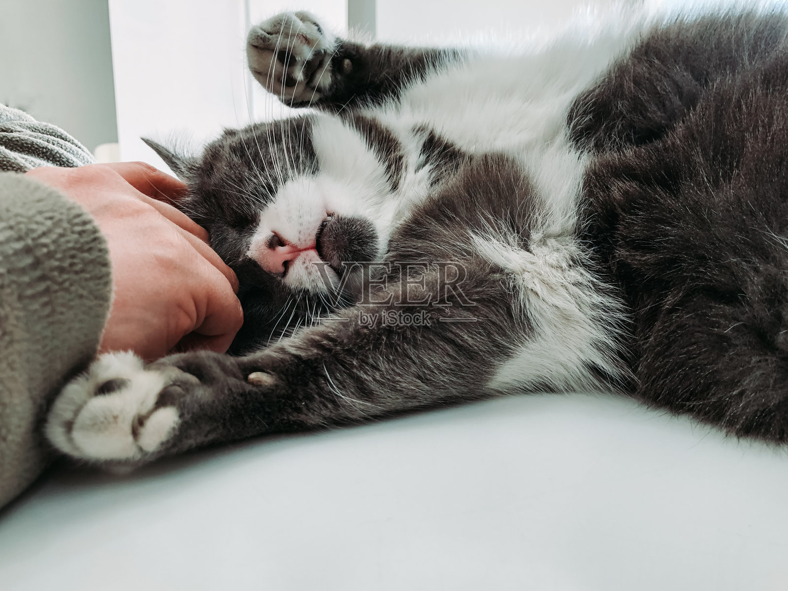 抚摸猫照片摄影图片