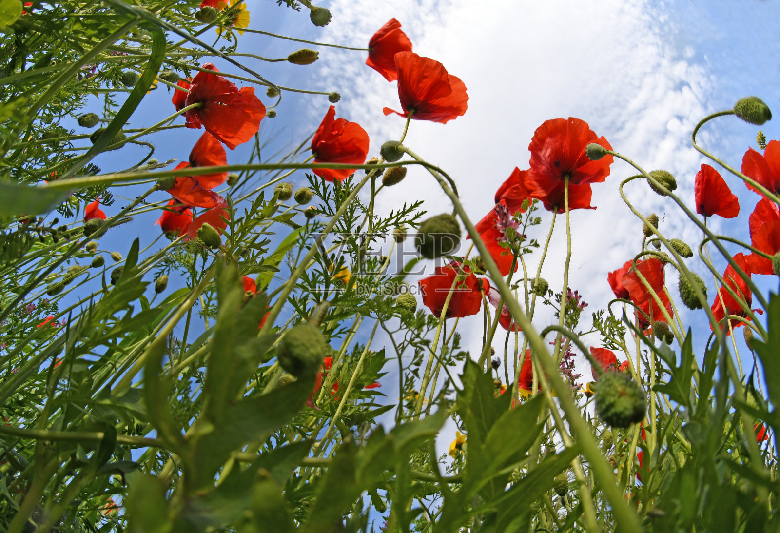 红色罂粟近距离照片摄影图片