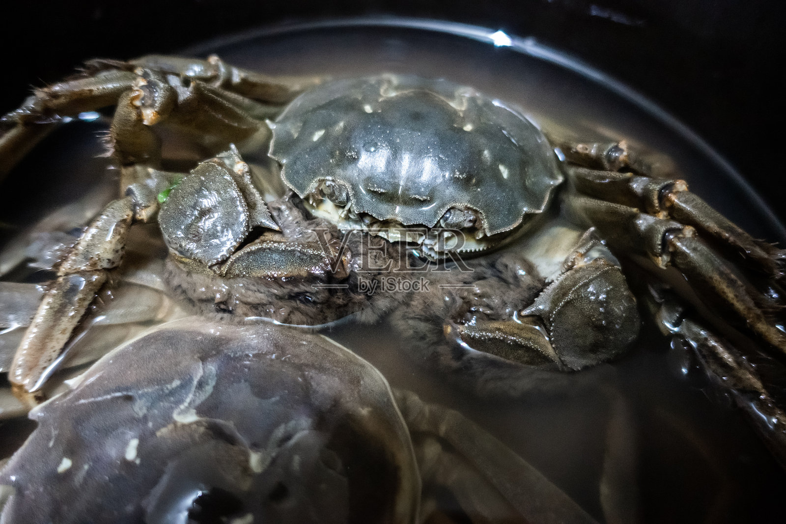 中华绒螯蟹，中国大闸蟹，大闸蟹，青蟹，上海大闸蟹照片摄影图片