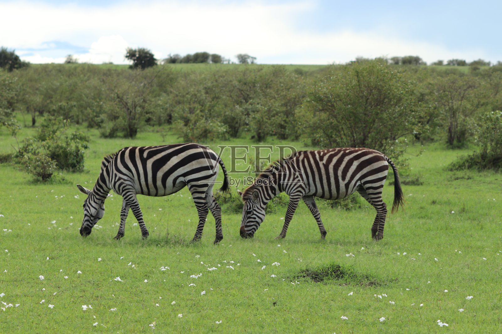 非洲大草原上的两头斑马。照片摄影图片