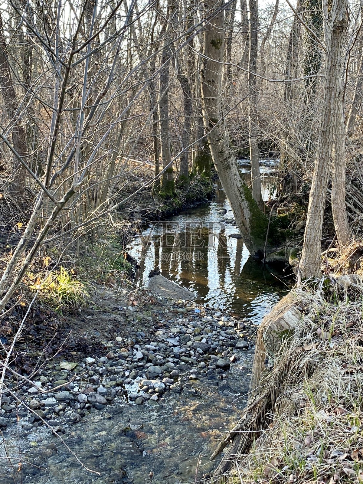 “布拉比亚沼泽”，意大利北部，一月照片摄影图片