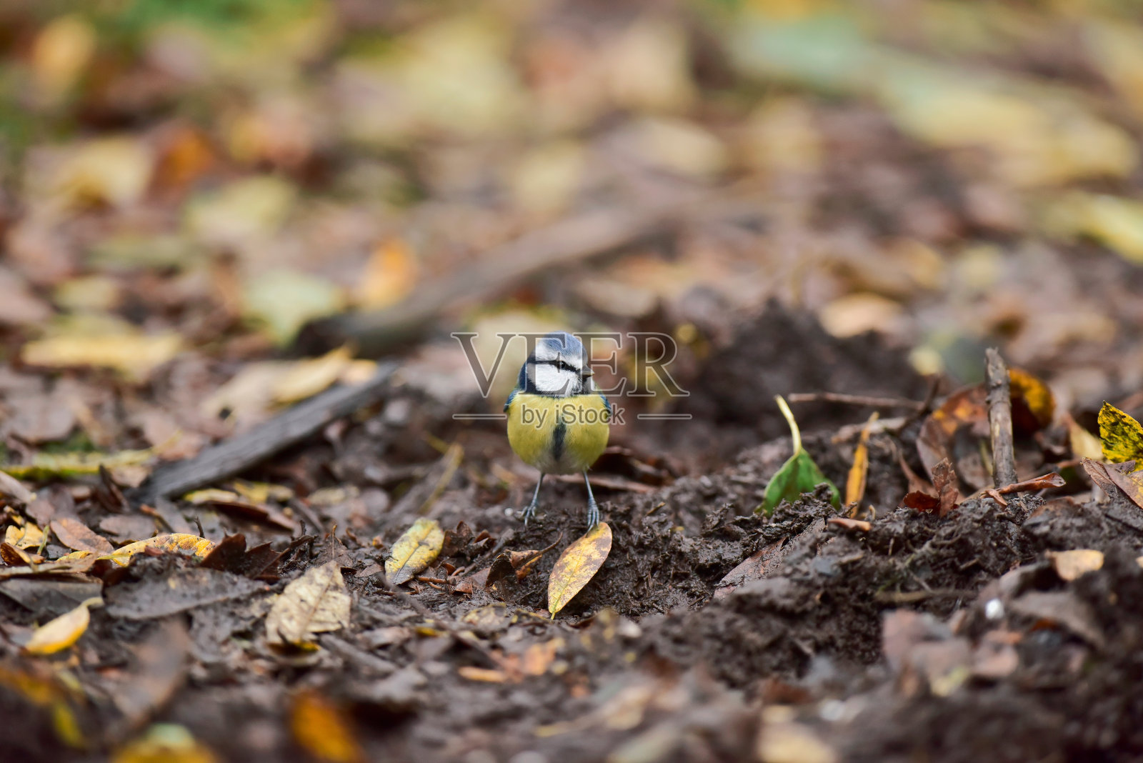 在秋天落叶的林地上的蓝色山雀。照片摄影图片