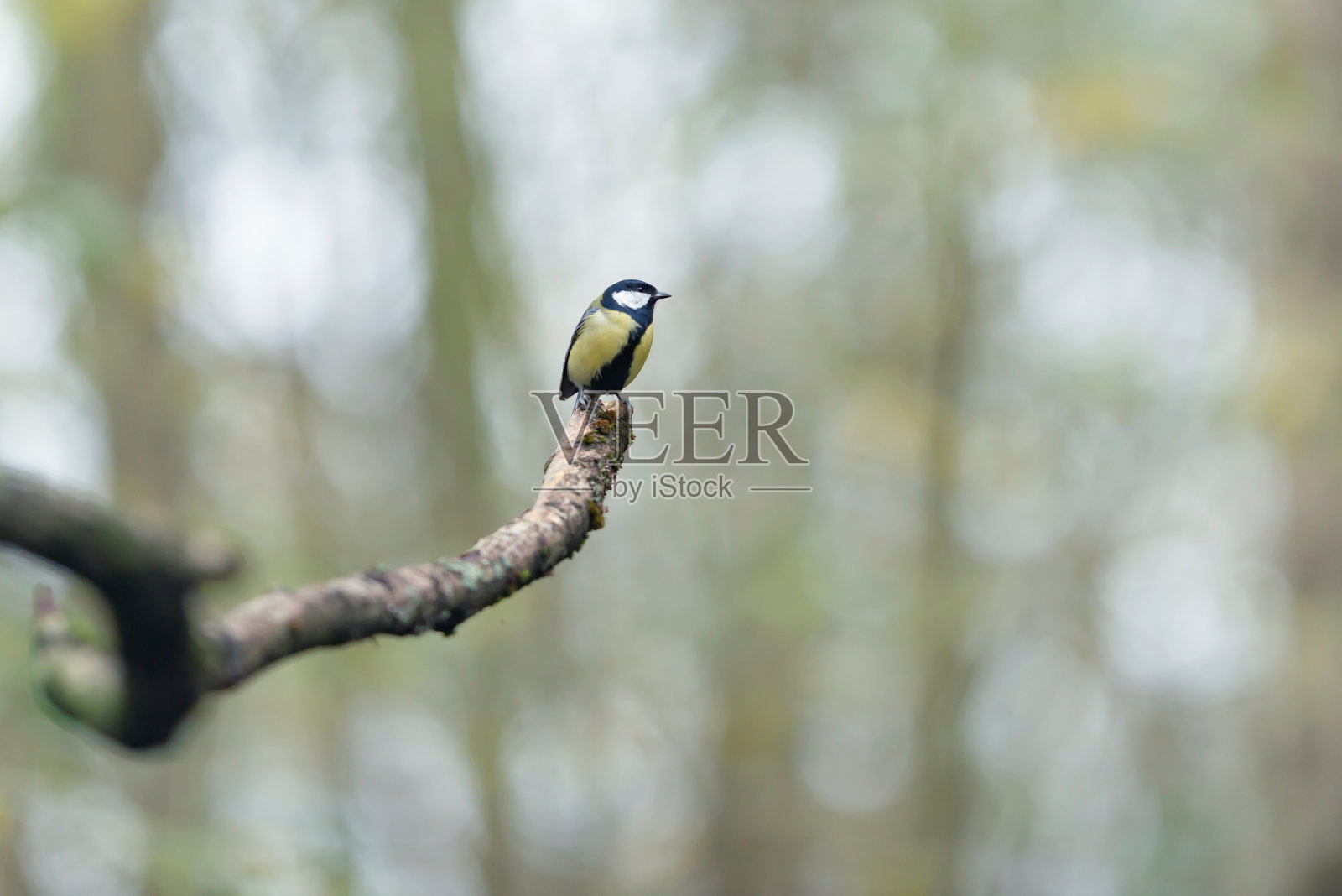大山雀在森林的树枝上。侧视图。照片摄影图片