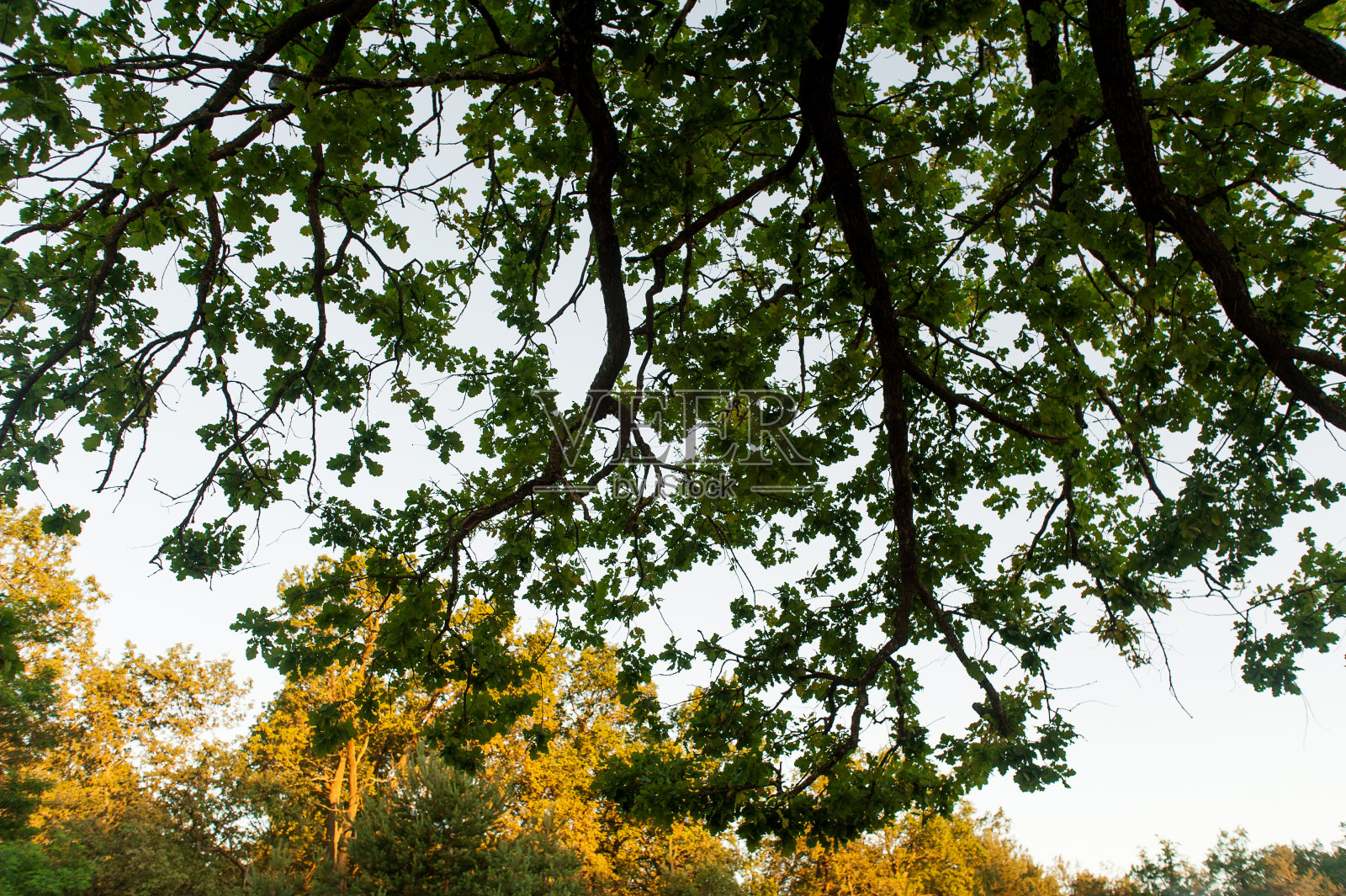 白俄罗斯初夏夜晚的美丽风景。照片摄影图片
