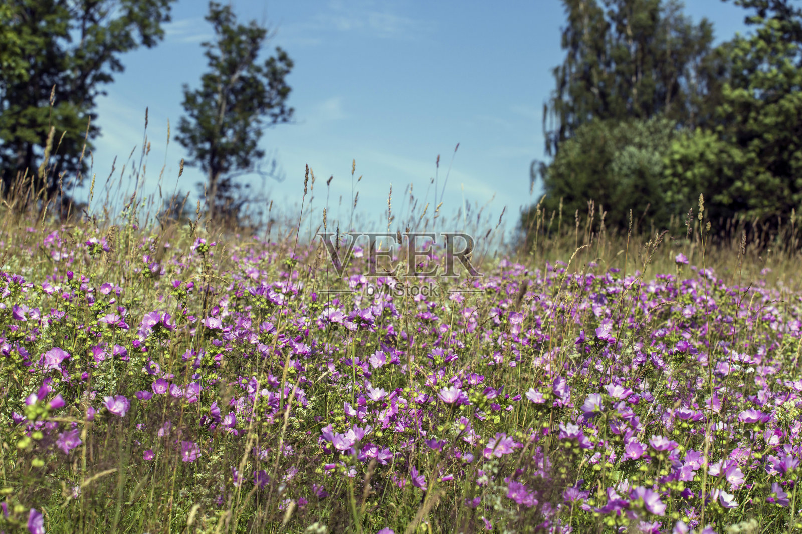 锦葵是锦葵科锦葵的一种照片摄影图片
