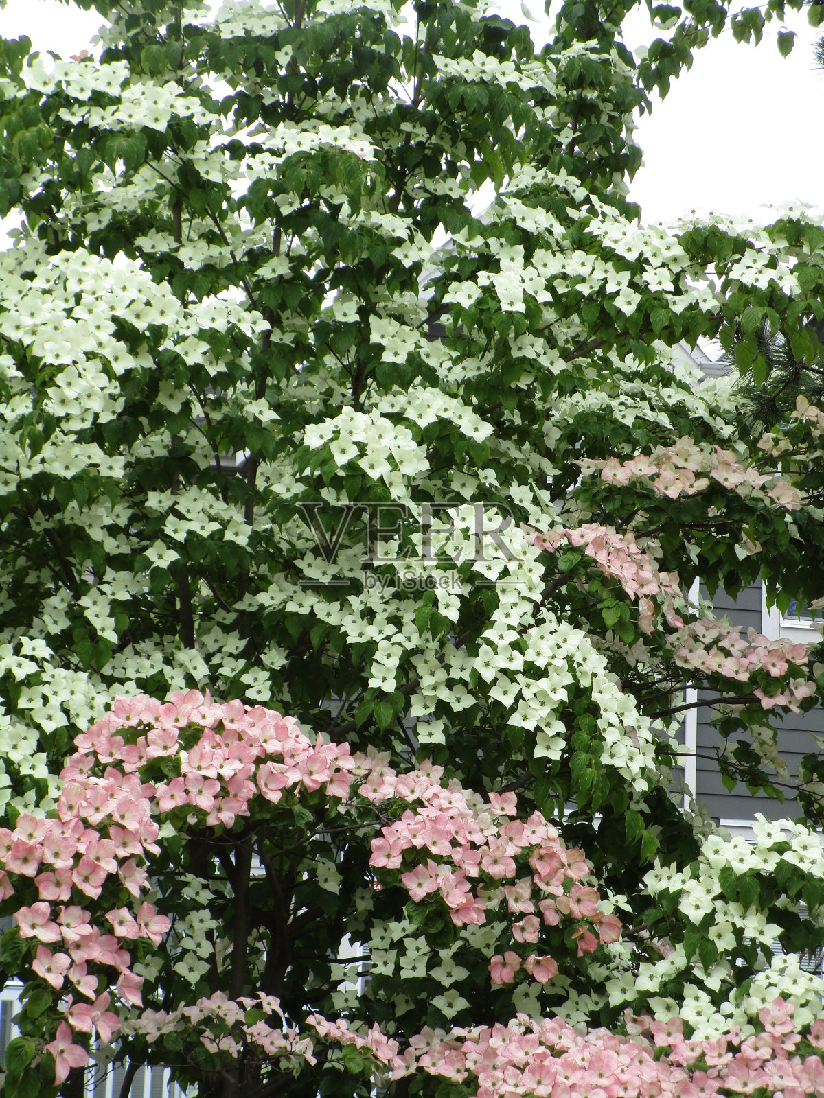 鲜亮甜美的山茱萸花盛开照片摄影图片