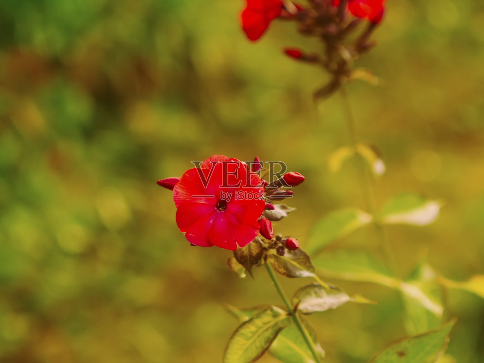 花园里有鲜红色的夹竹桃照片摄影图片