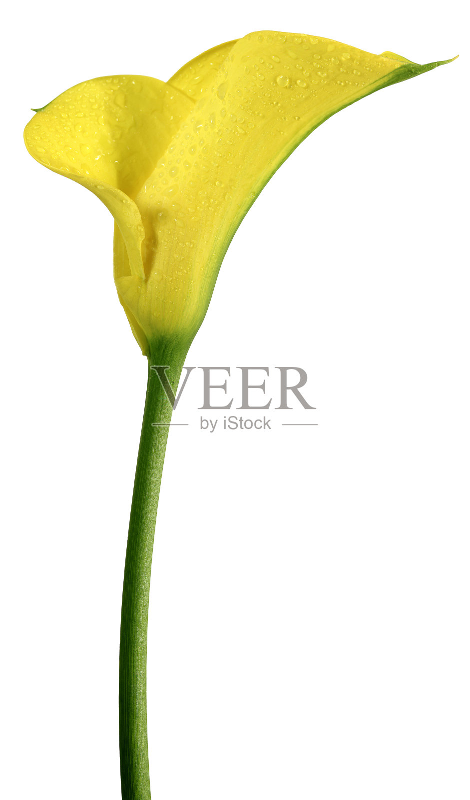 黄色的百合照片摄影图片