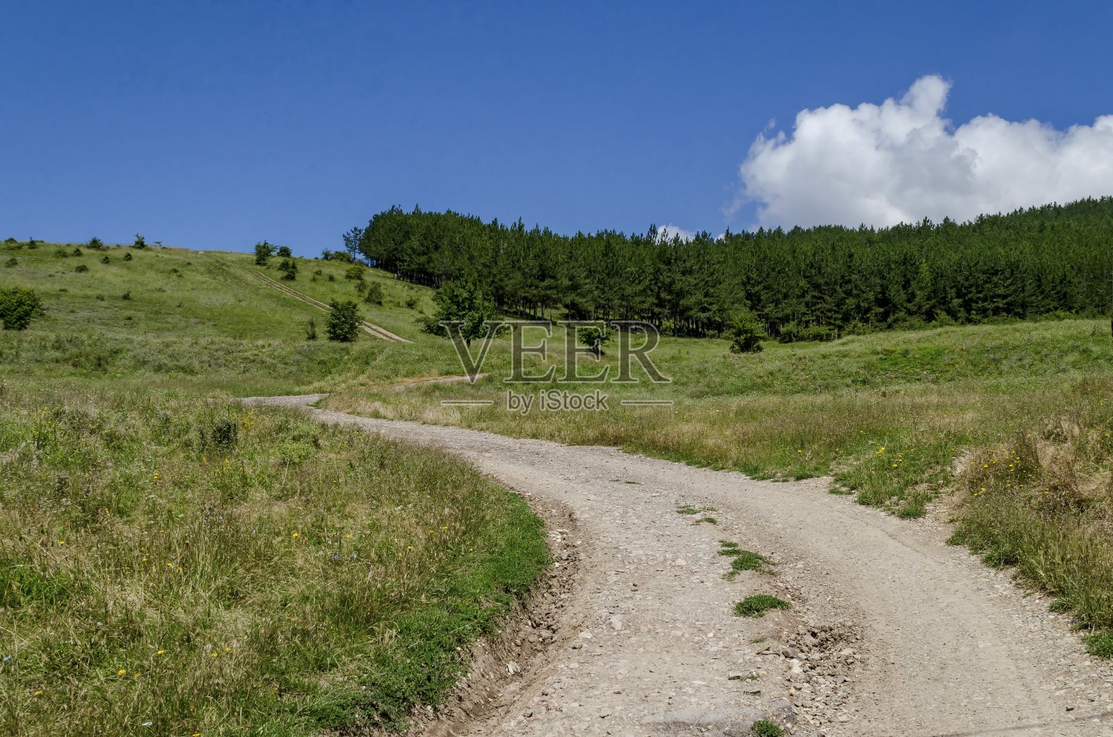 美丽的针叶林，新鲜的草地不同的草和盛开的野性颜色在巴尔干山的山丘上，附近的村庄Zhelyava，索非亚地区照片摄影图片