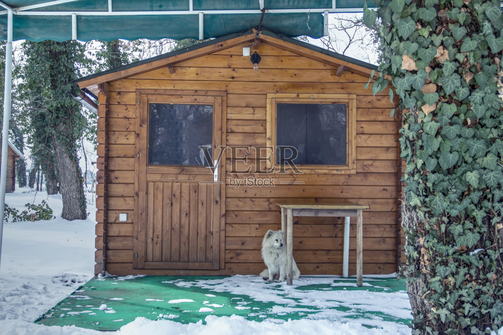 一只小杂种狗坐在小屋门前照片摄影图片