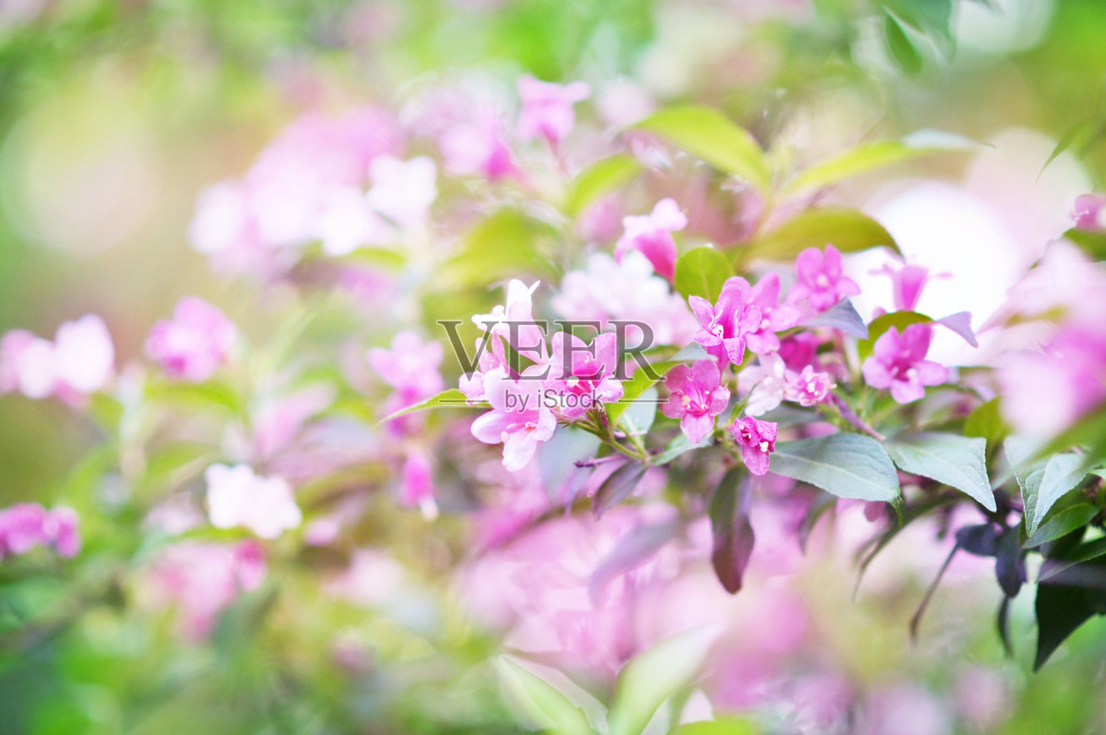 春天朵朵粉红色的小花照片摄影图片