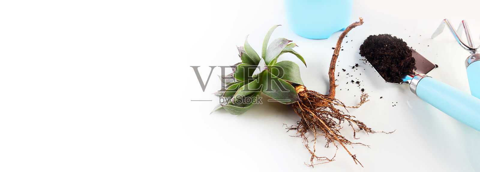 家庭园艺的概念。白色背景上的盆栽植物，多肉植物和园艺工具。俯视图，极简主义风格。横幅照片摄影图片