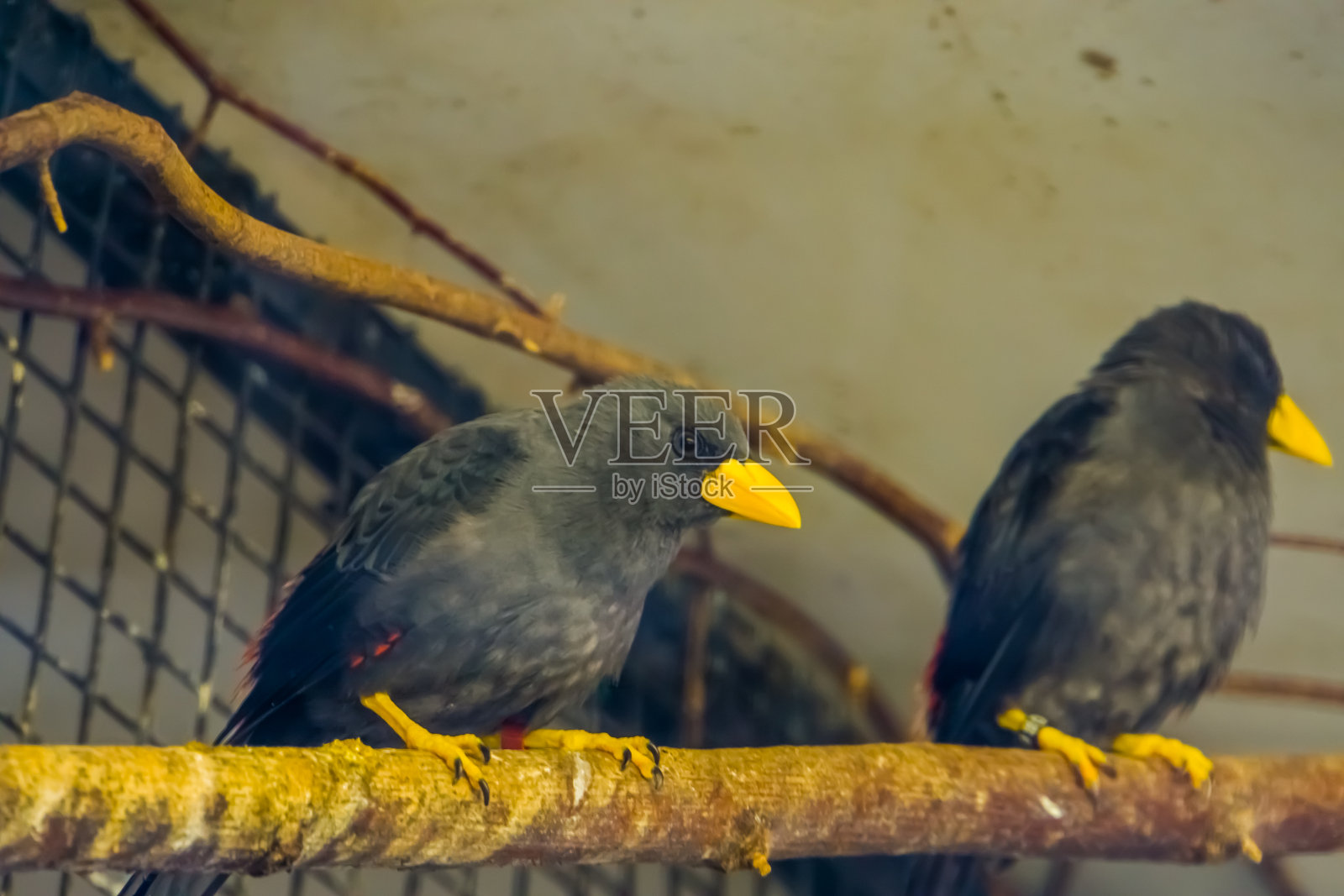 一个大喙椋鸟坐在鸟舍的树枝上的特写，来自苏拉威西，印度尼西亚，亚洲的热带鸟类照片摄影图片