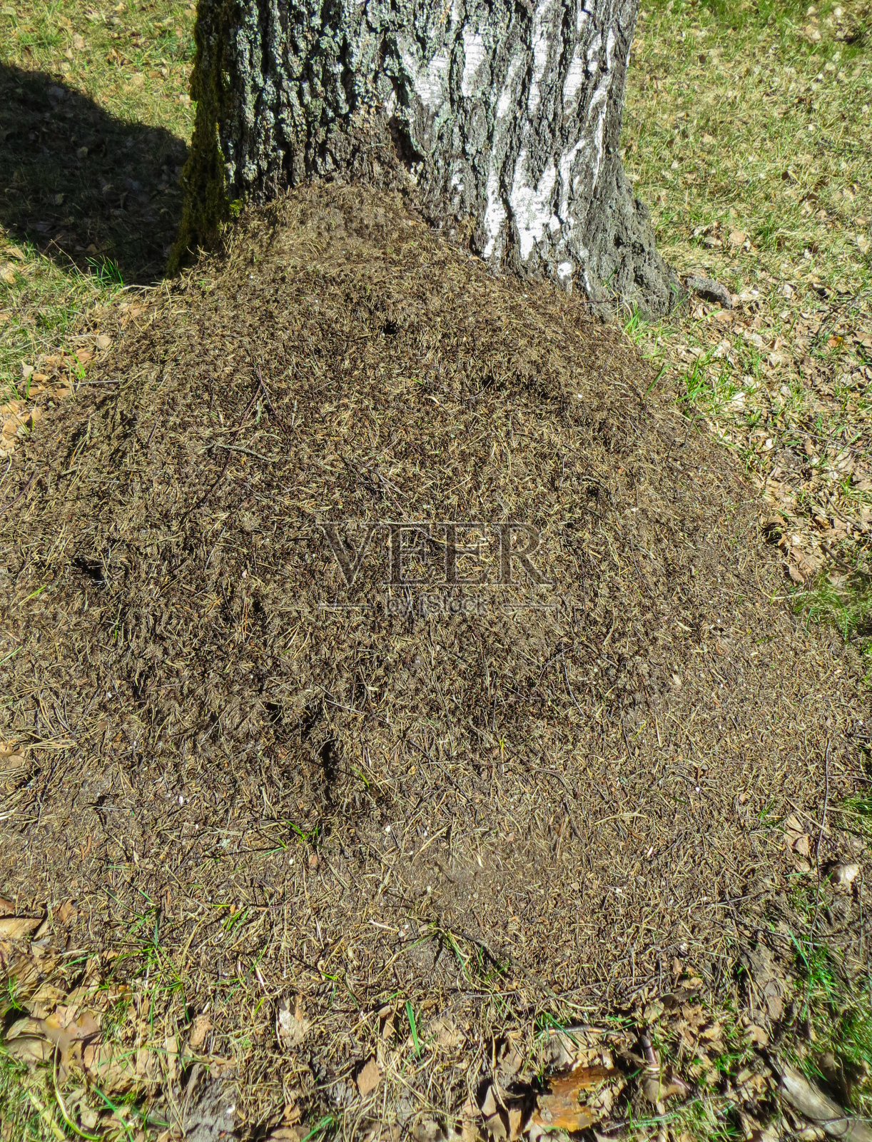 森林中的一个大蚁丘在四月初的松林中。照片摄影图片