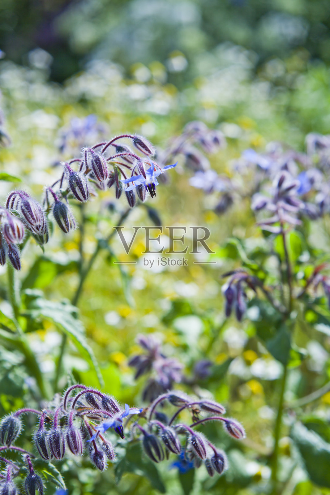 琉璃苣-蓝色星花-食用药用植物-草药花园中的琉璃苣。照片摄影图片