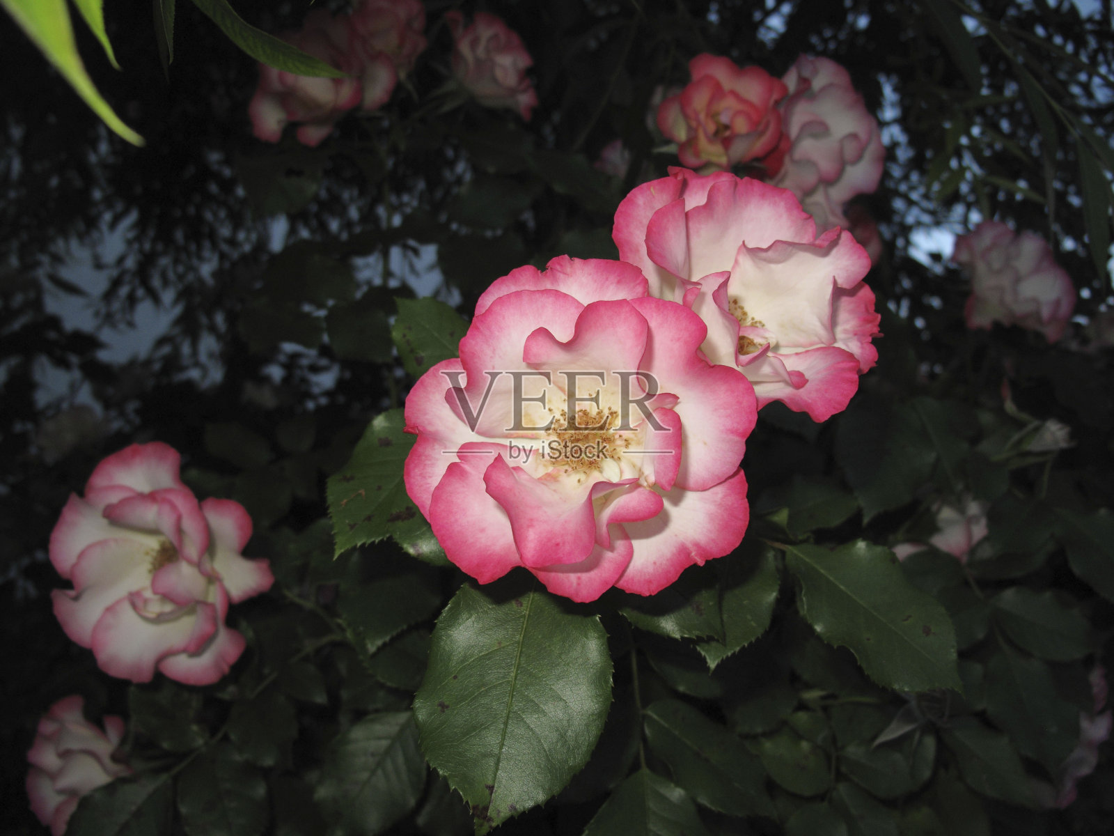 玫瑰照片摄影图片