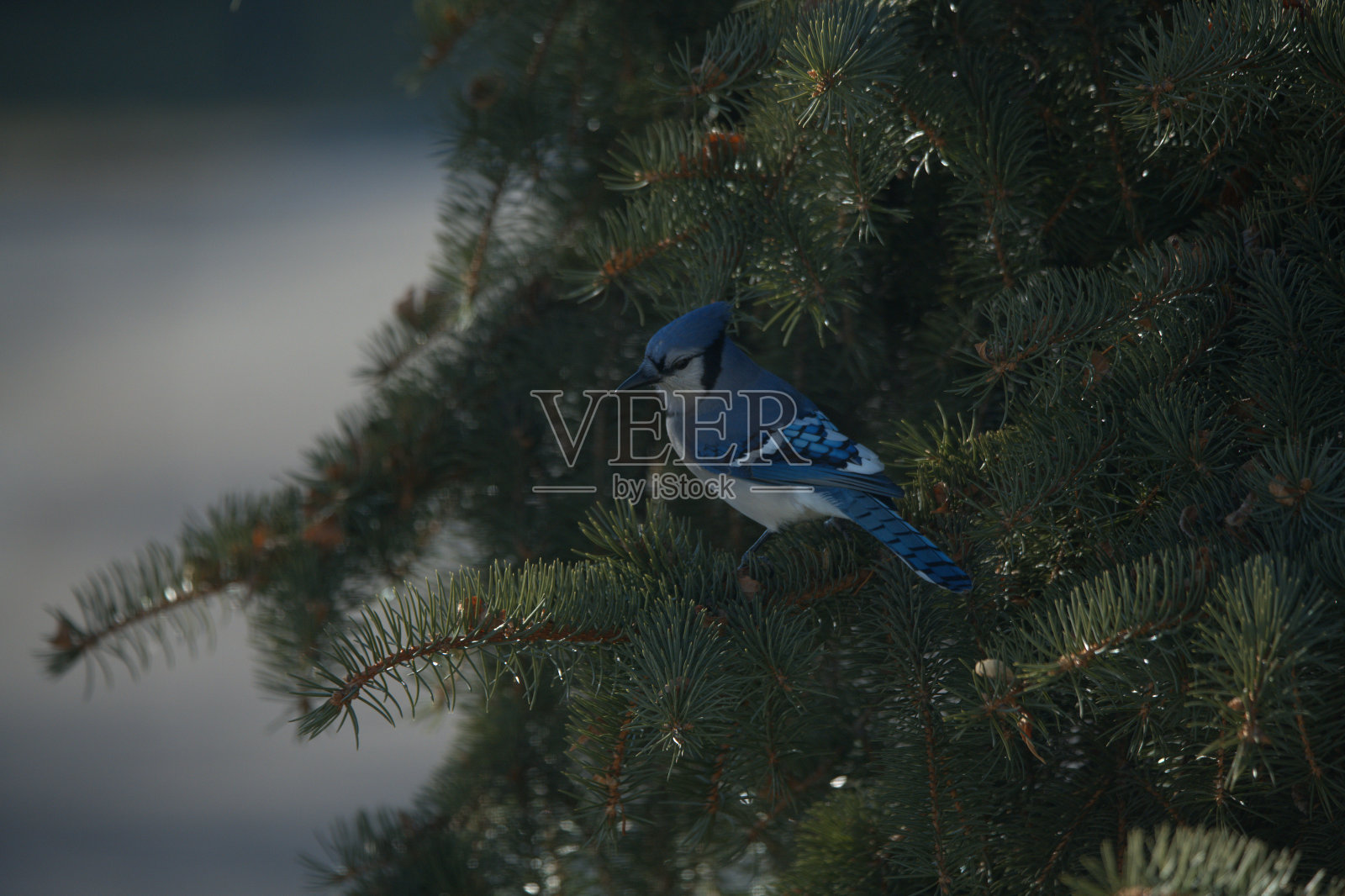 冬天的蓝松鸦照片摄影图片
