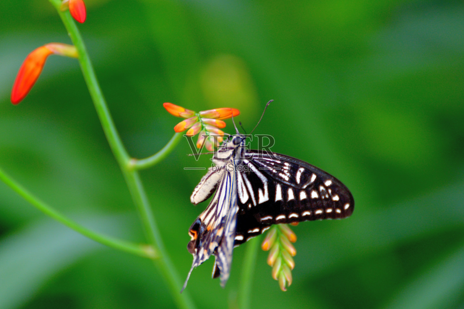 燕尾蝶和Crocosmia / Montbretia花照片摄影图片