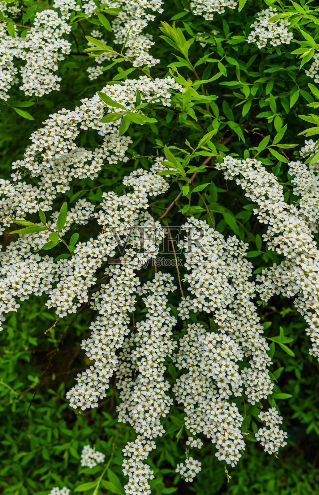 公园里的白绣线菊。绣线菊灌木覆盖着鲜花。照片摄影图片