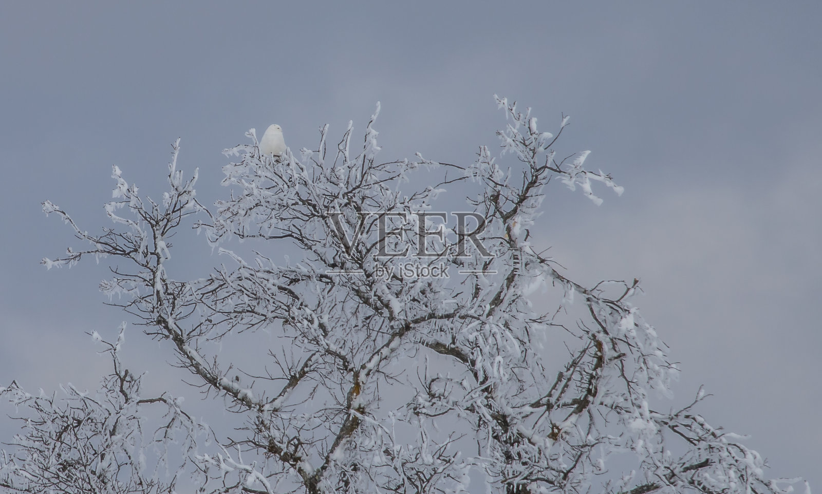 树上的雌雪鸮照片摄影图片