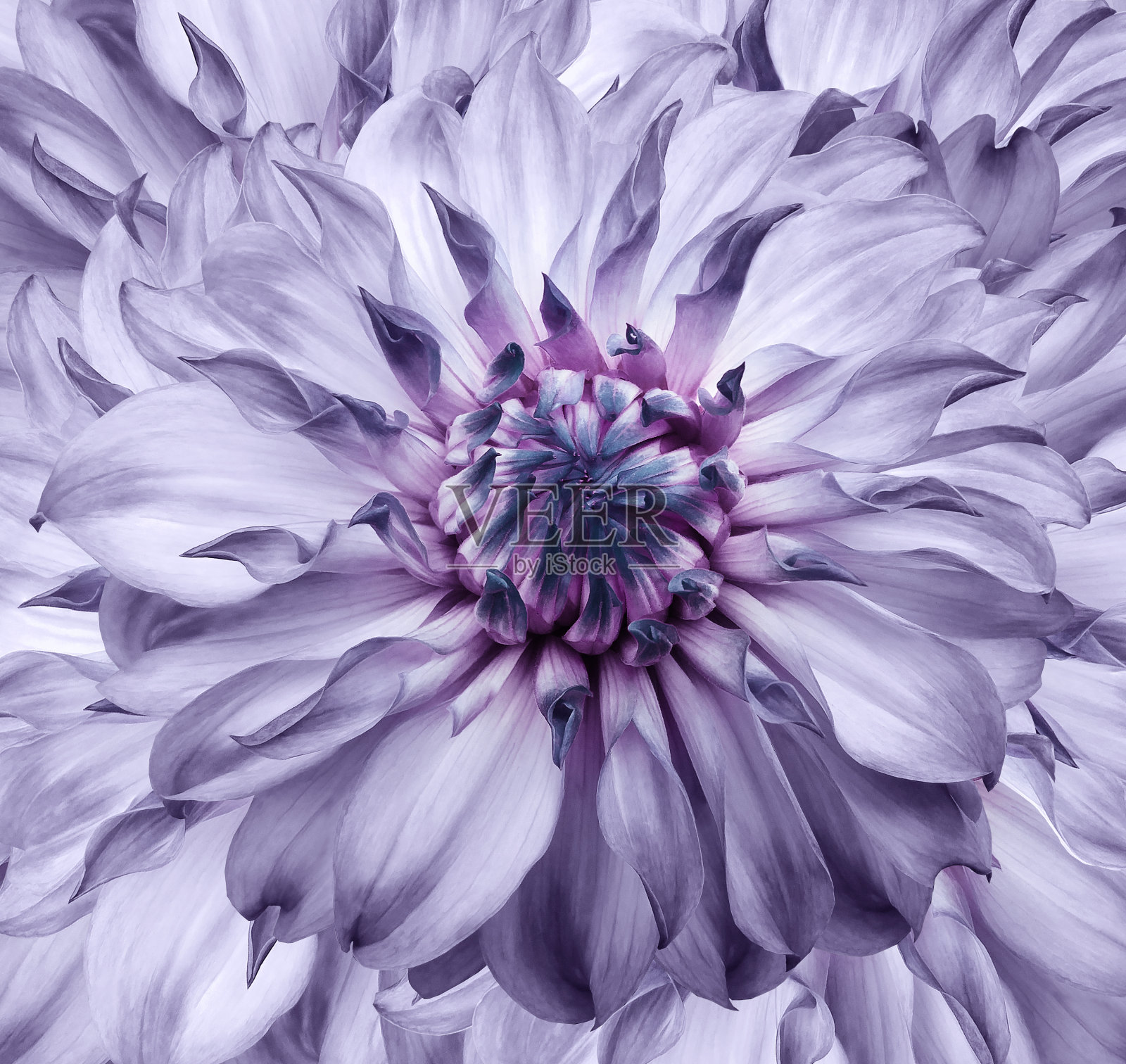 花紫色背景。一束紫色的大丽花。特写镜头。植物的拼贴画。花组成。大自然。照片摄影图片