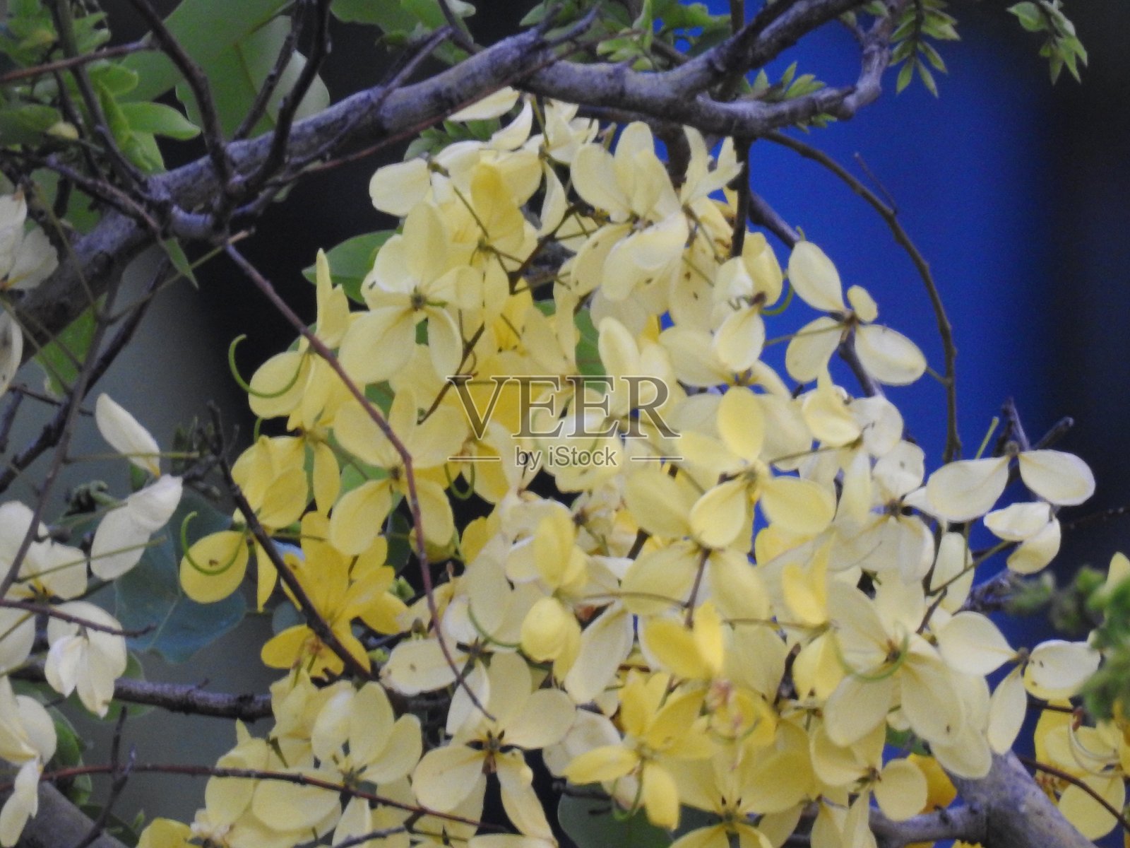 印度金链花花照片摄影图片