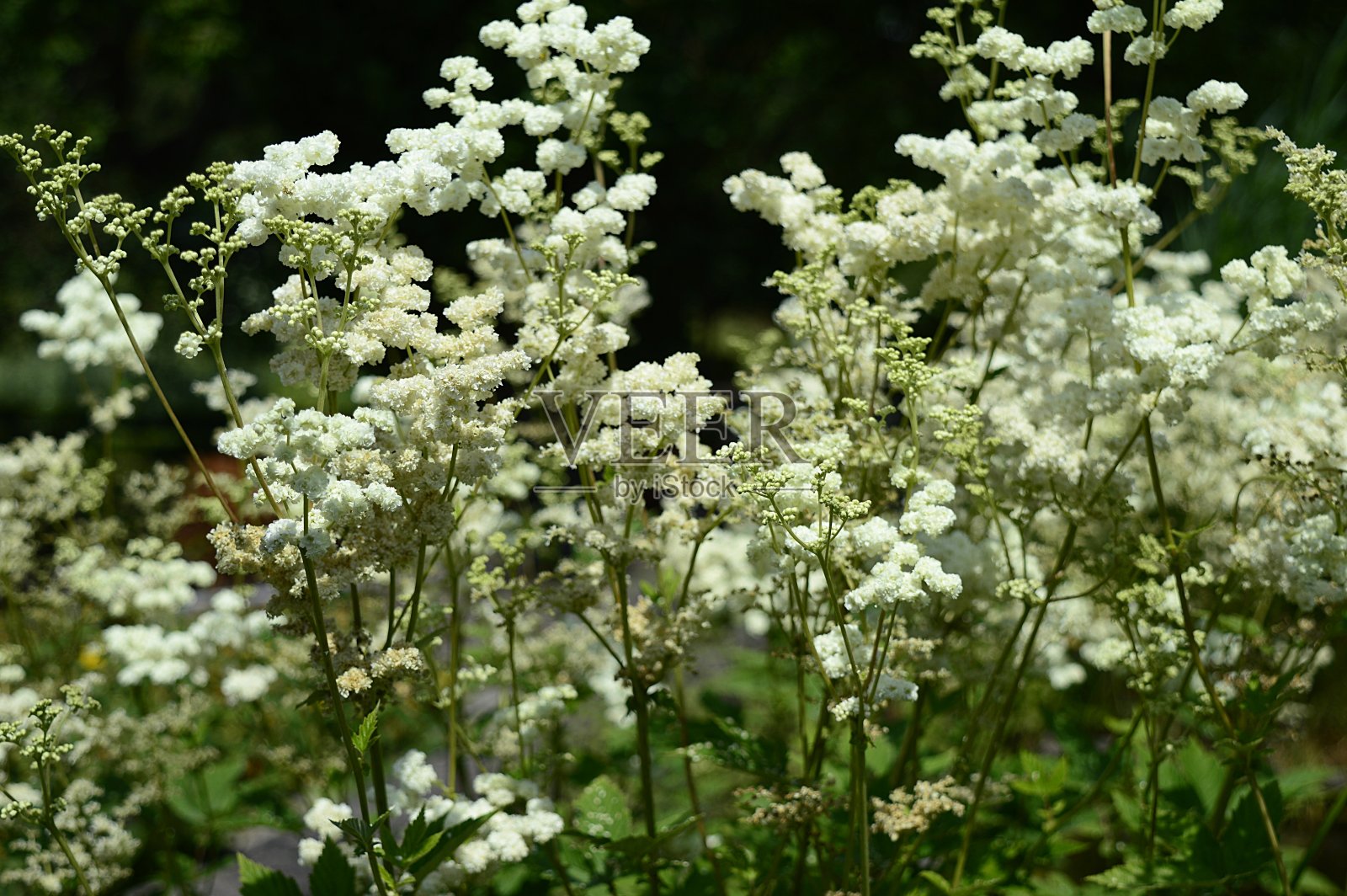 有白花的百合照片摄影图片