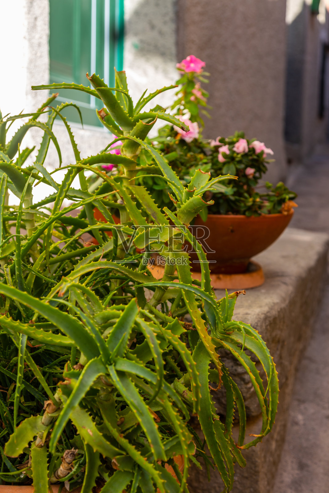 意大利拉斯佩齐亚的五楼海岸和充满活力的彩色房屋小镇。照片摄影图片