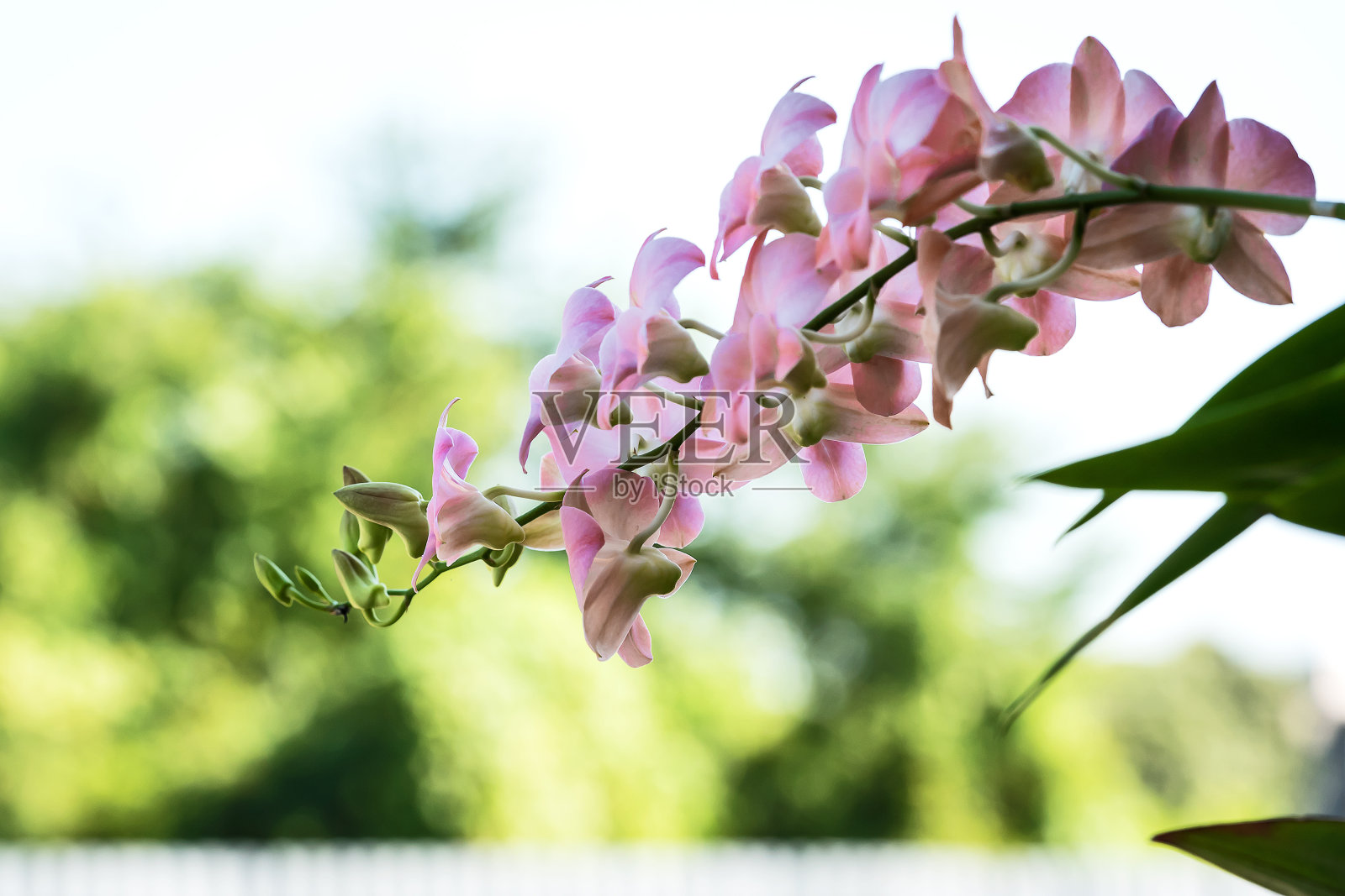 粉红色兰花的枝条照片摄影图片