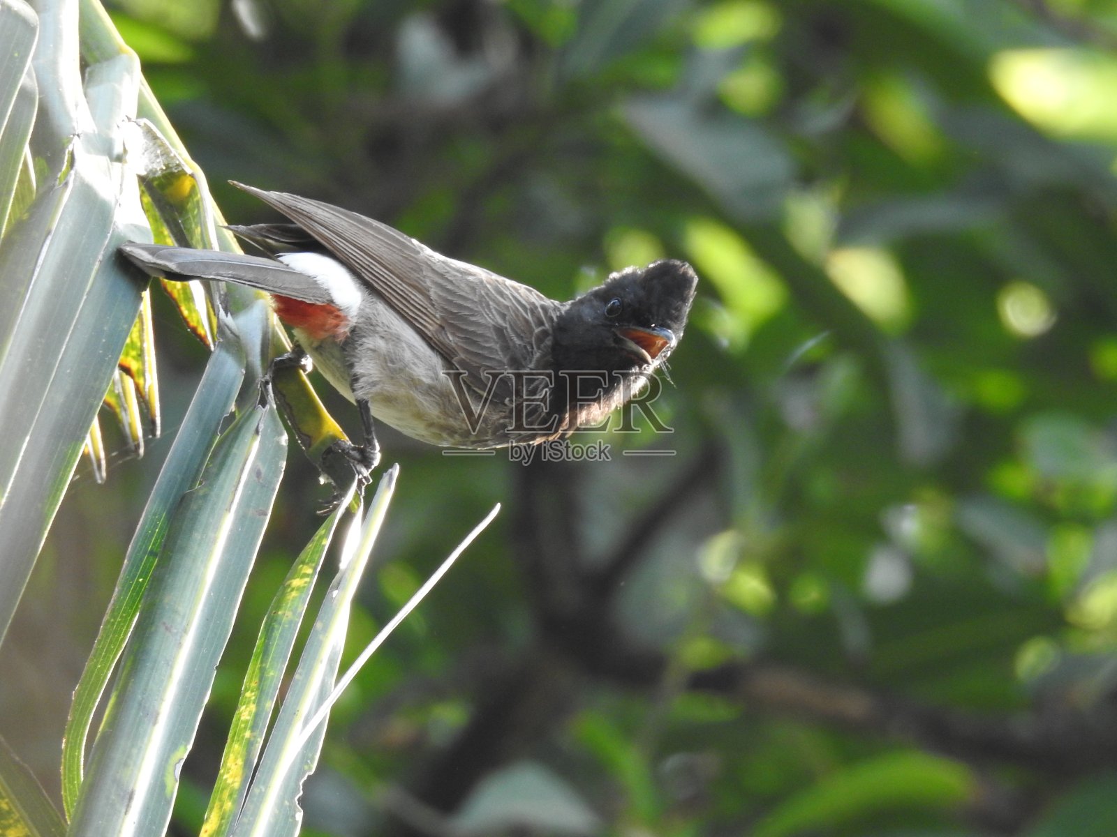 红胡须的夜莺(Pycnonotus jocosus)照片摄影图片