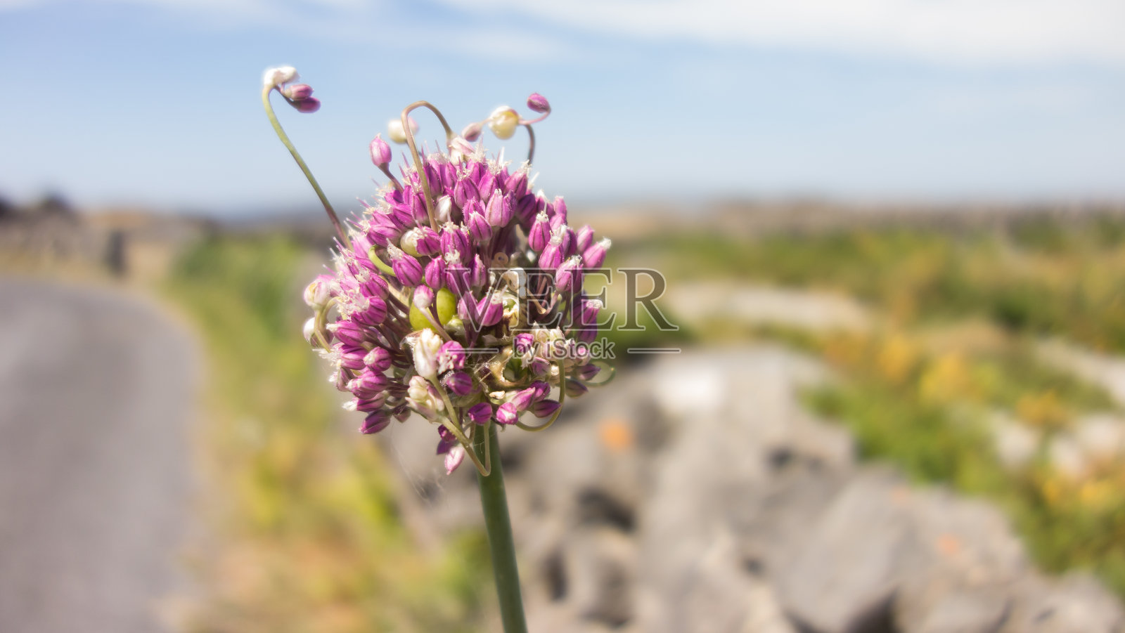 野生大蒜花照片摄影图片
