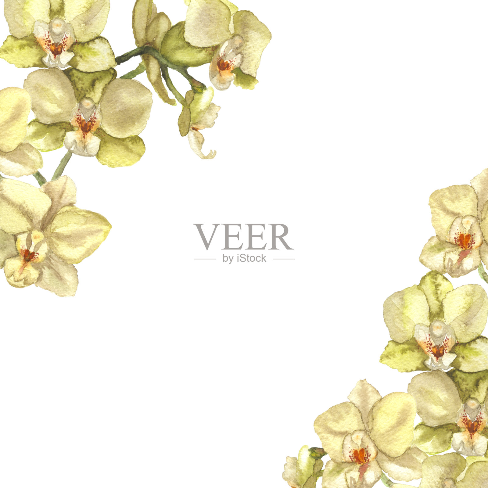 白兰花插图插画图片素材