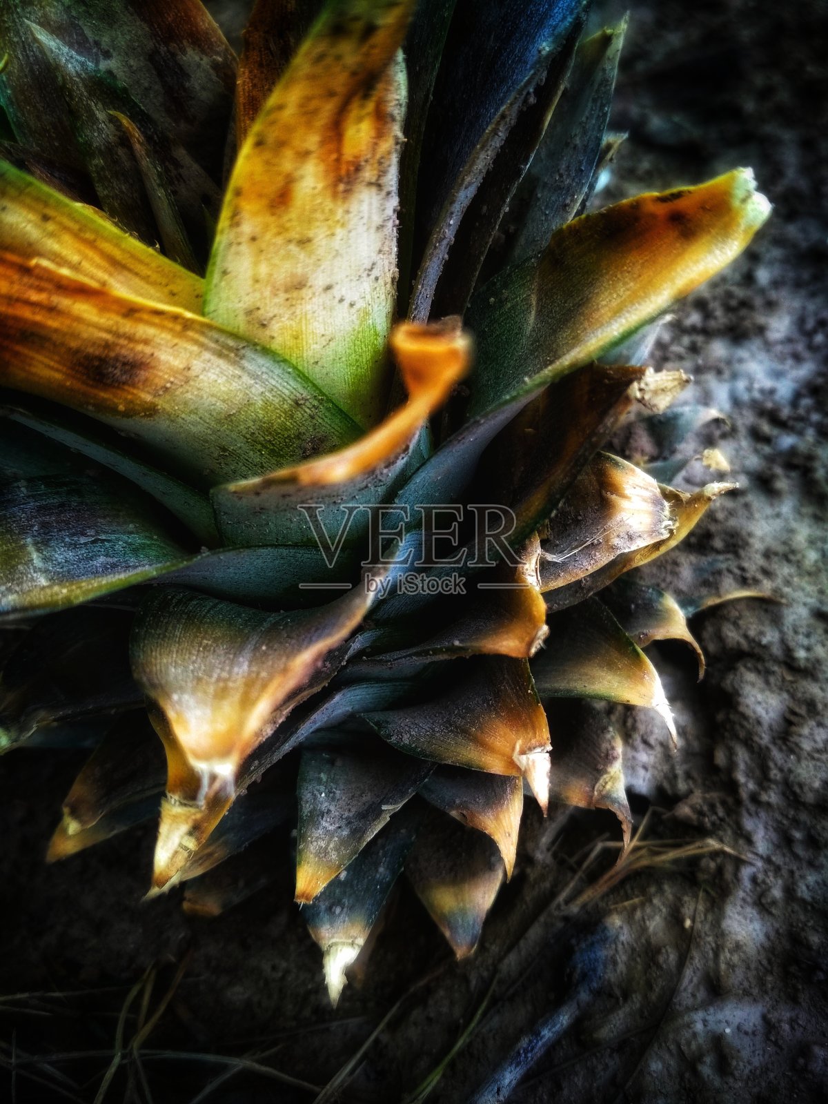 绚丽色彩的精美自然花卉图集照片摄影图片