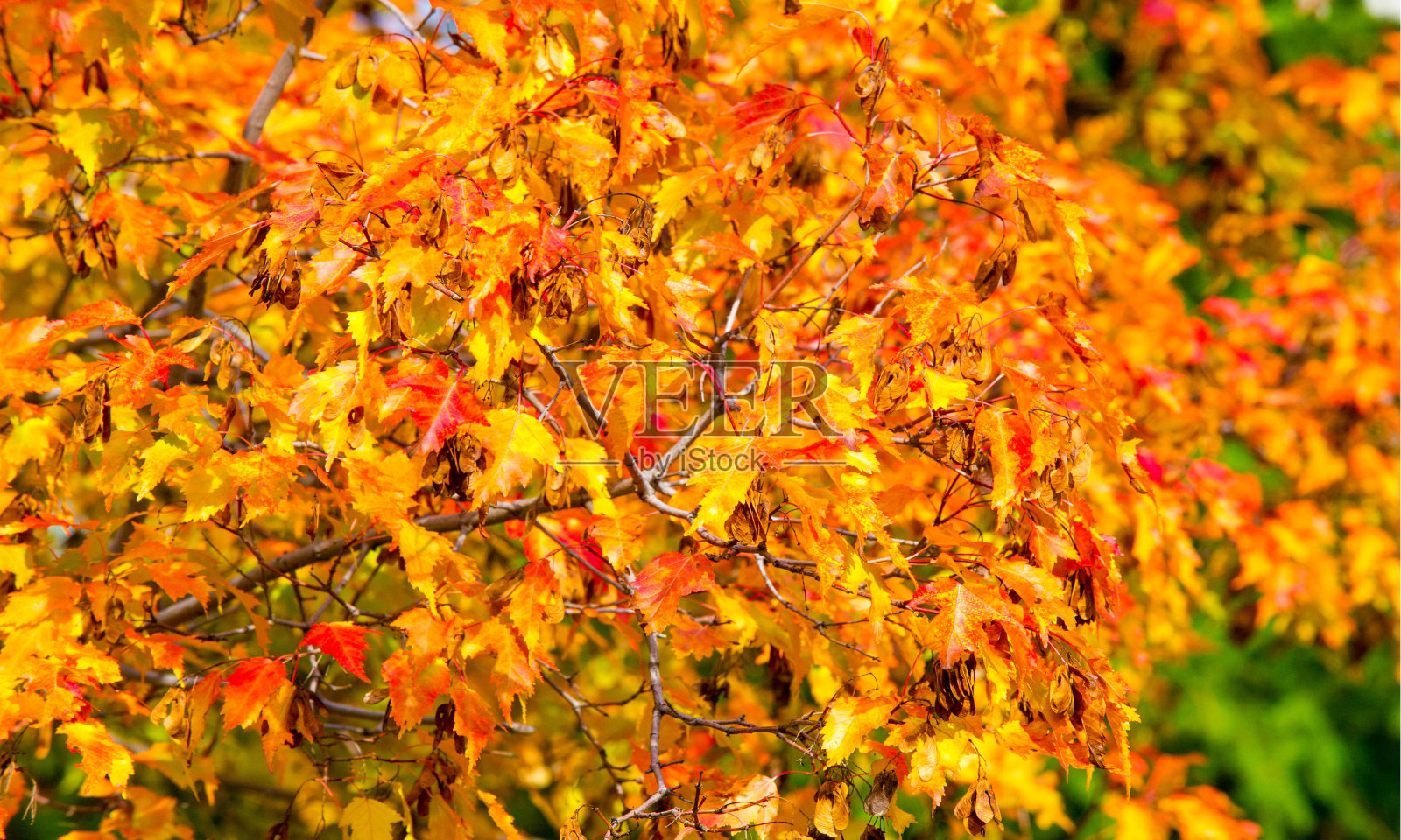 秋景摄影，带有浅叶的枫树或灌木照片摄影图片