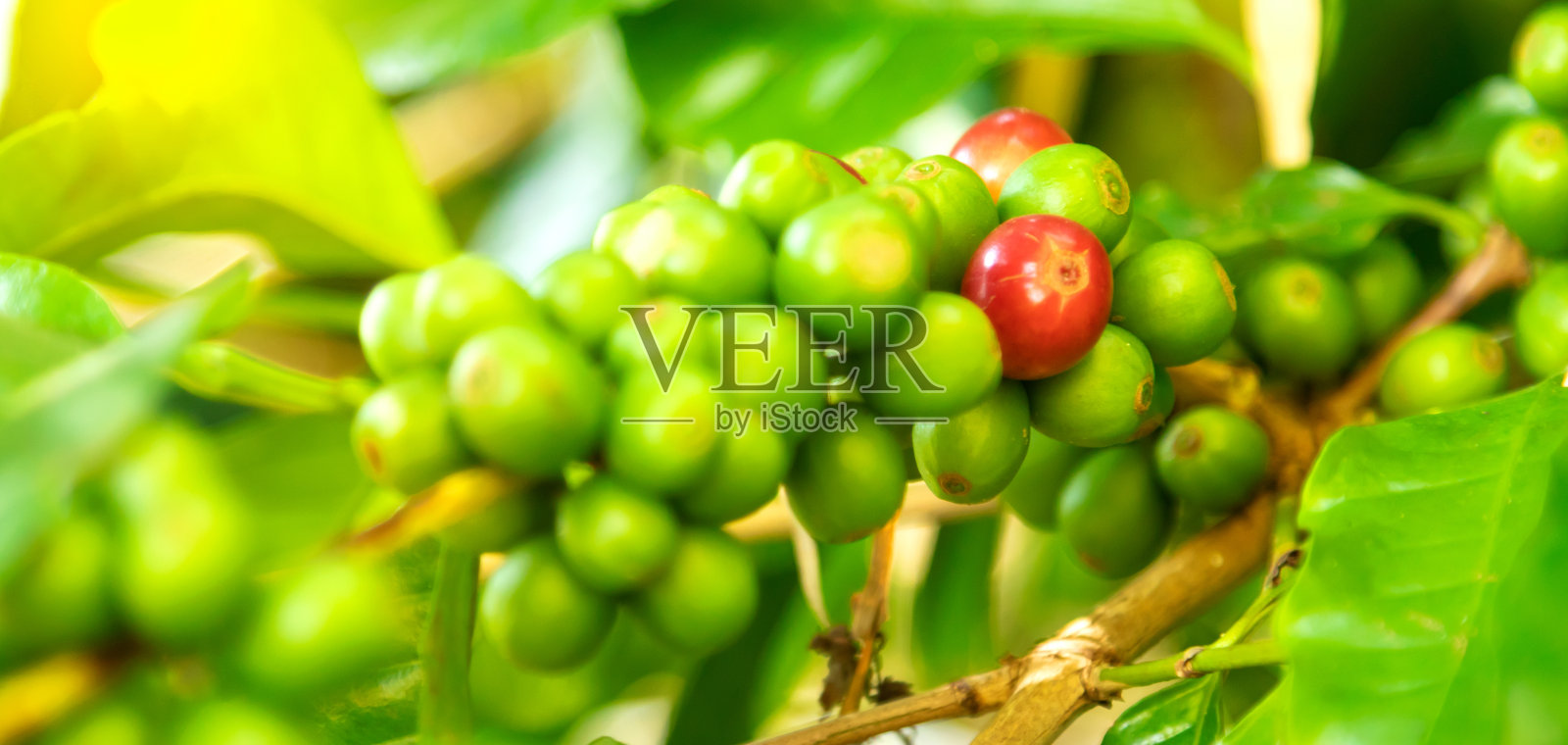 近距离接触新鲜的有机红生和成熟的咖啡樱桃豆树种植园照片摄影图片