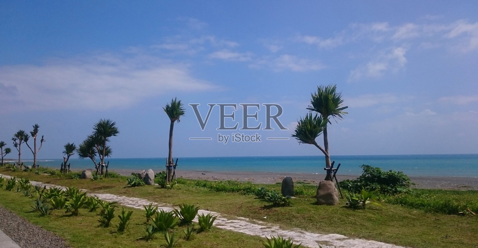 沿着海滩和蓝色的海洋种植棕榈树照片摄影图片