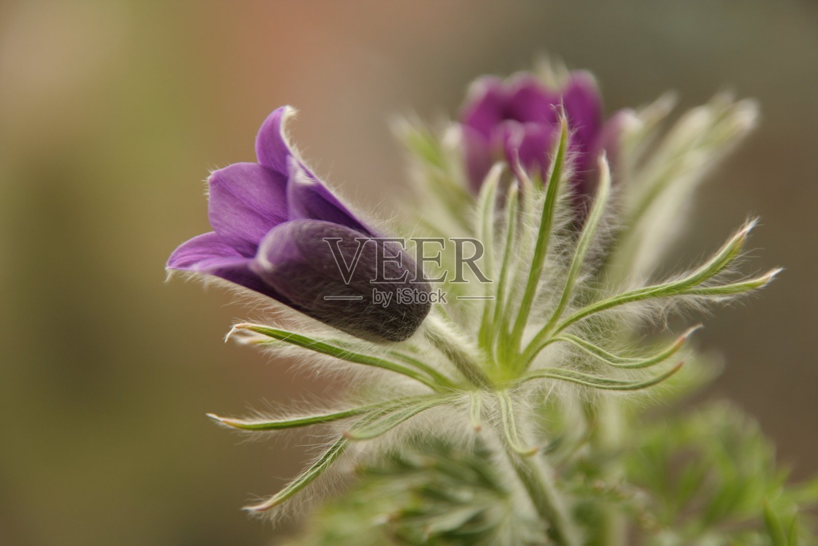 白头翁花在野生匈牙利森林。照片摄影图片