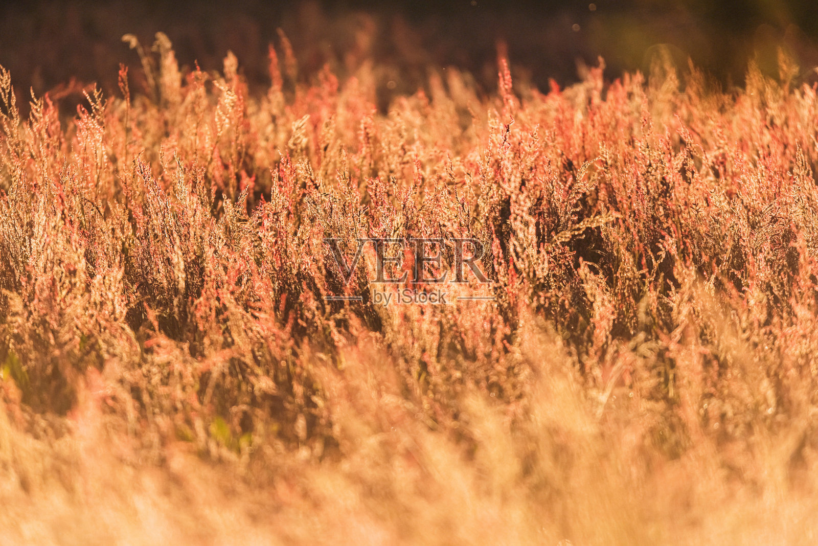 黄金时段背光下的高草。照片摄影图片