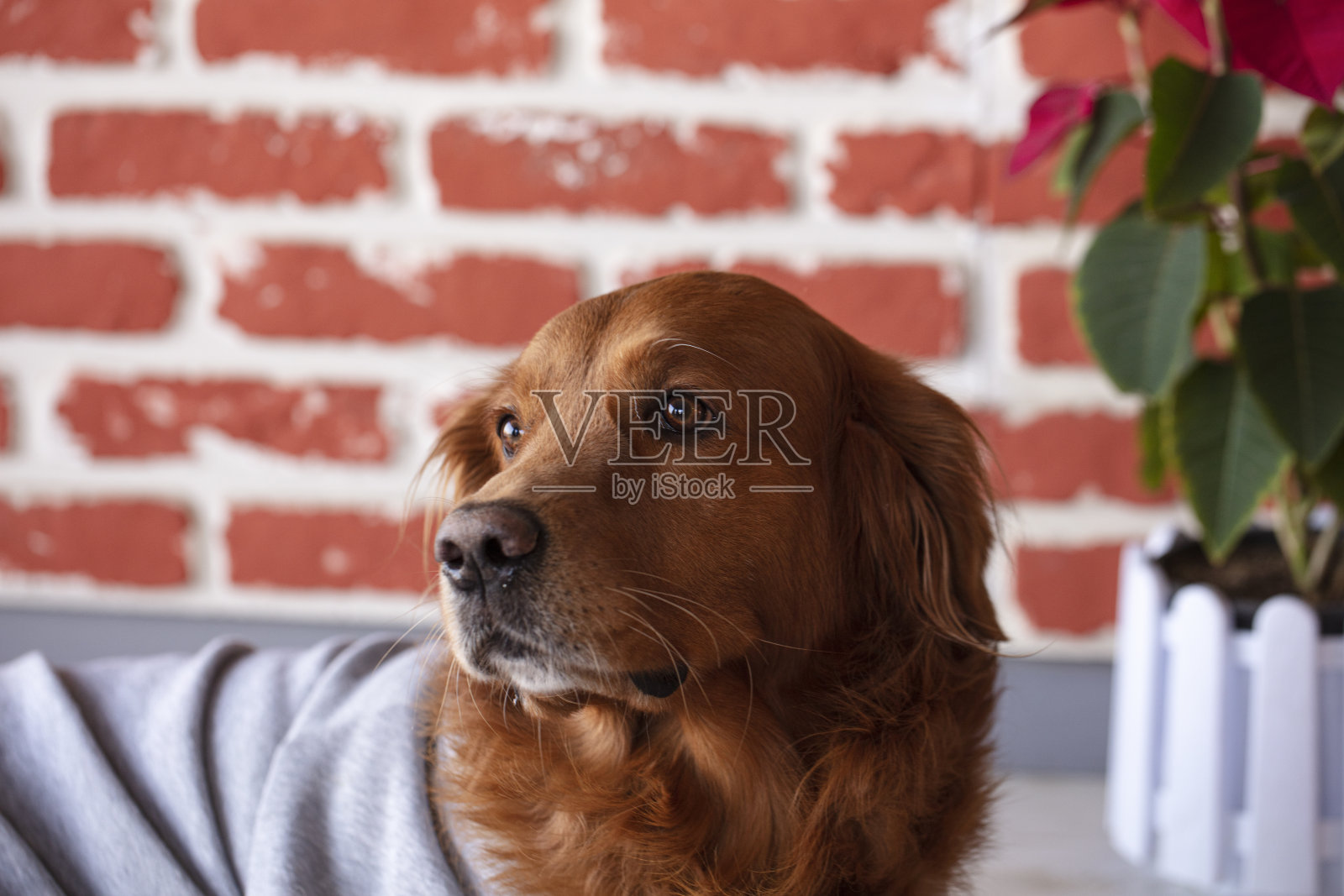 漂亮的棕色金毛猎犬照片摄影图片