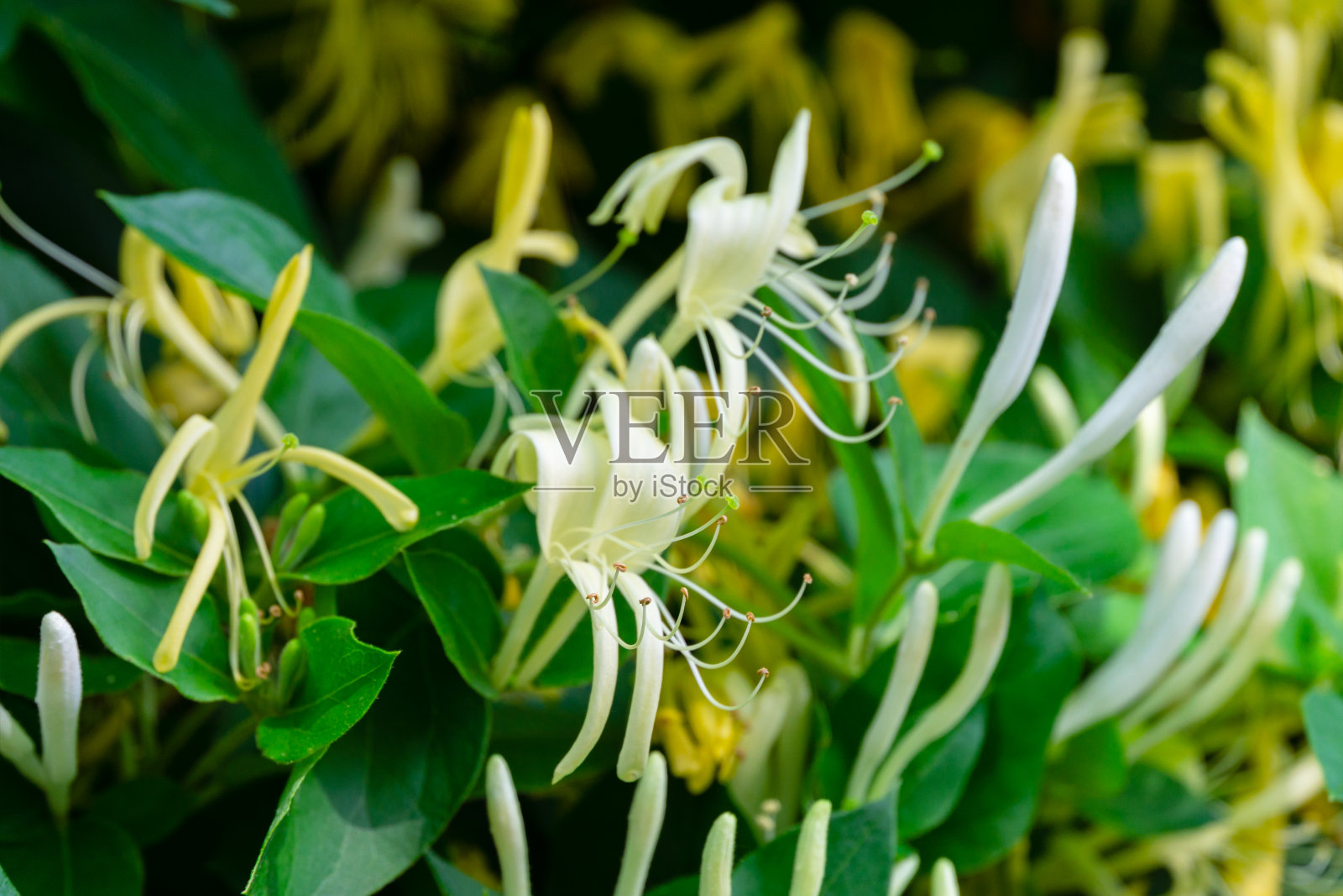 金银花的白色和黄色花的特写，被称为日本金银花和金银花。常绿开花芳香藤本植物，可能是红毛忍冬。照片摄影图片