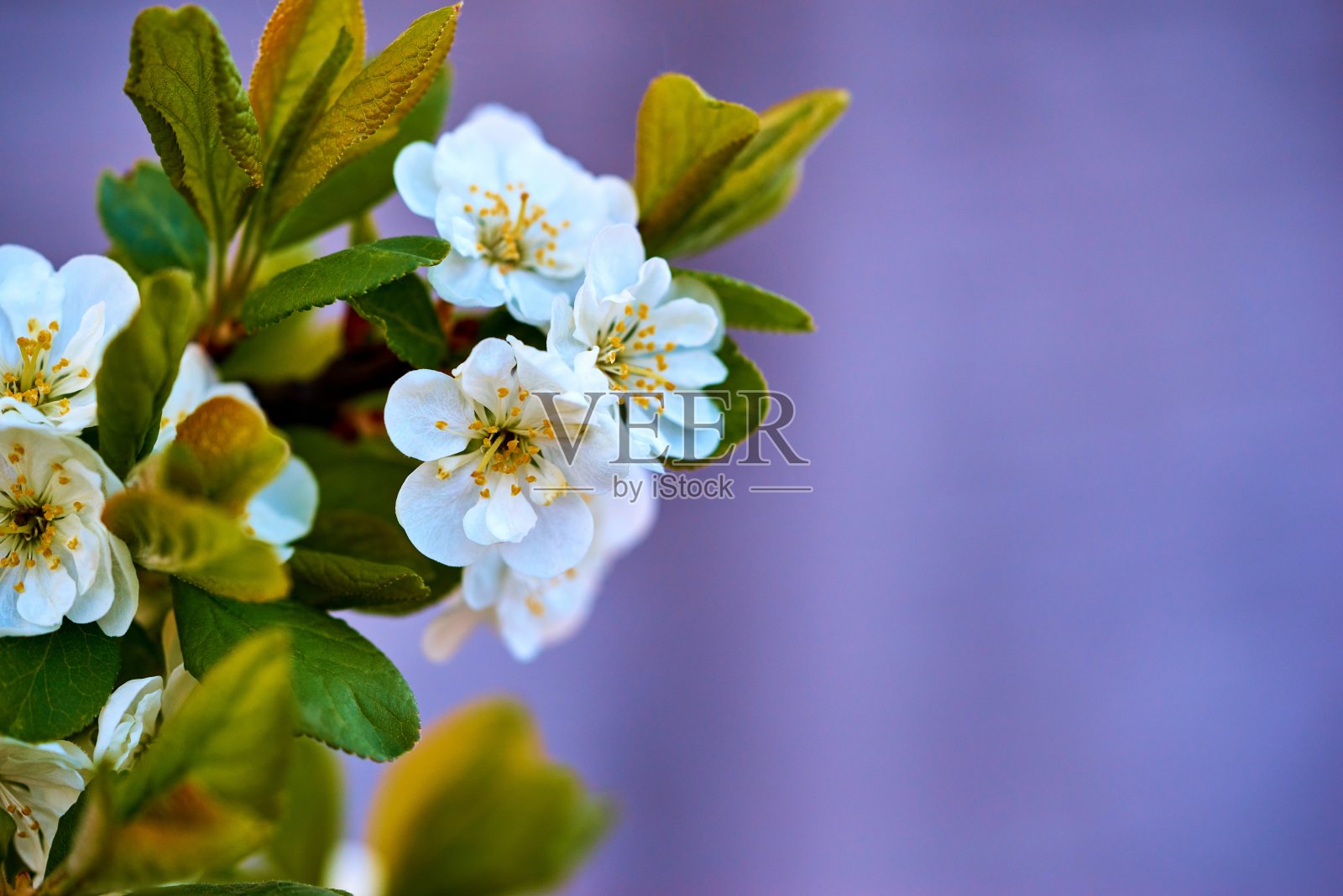 白色的花上果树特写照片摄影图片