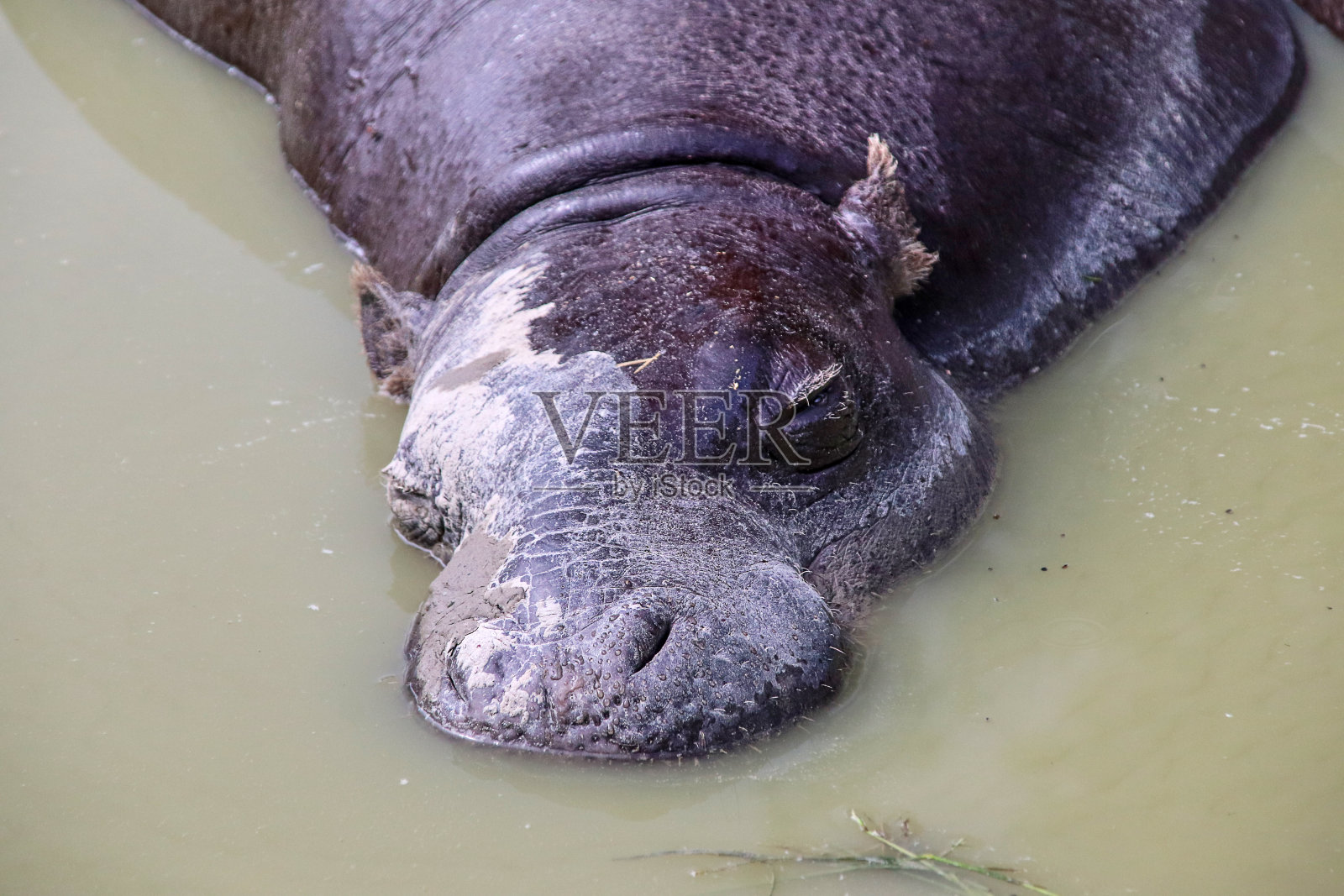 侏儒河马睡在泥坑里照片摄影图片